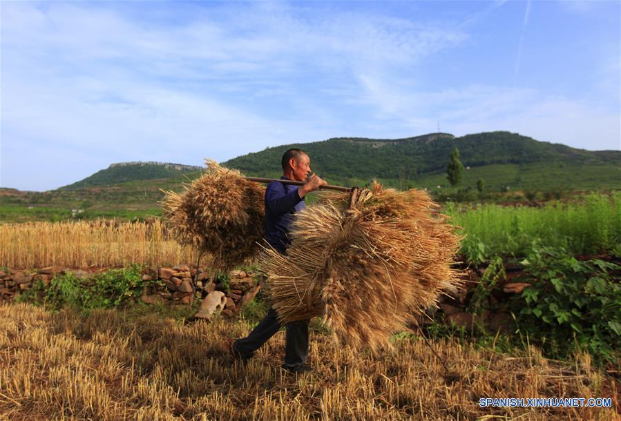 Gran cosecha de trigo ha llegado en China