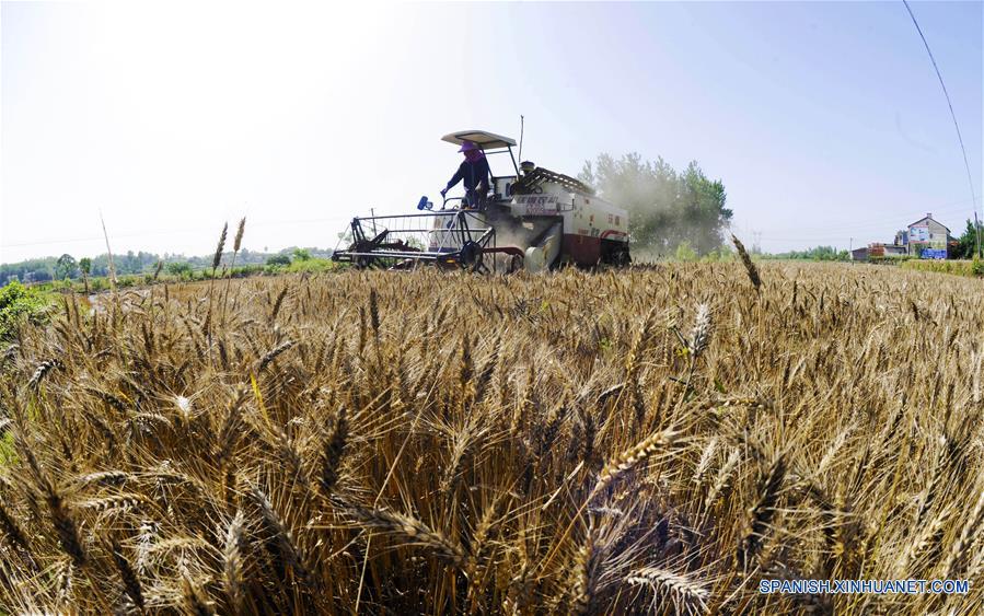 Gran cosecha de trigo ha llegado en China