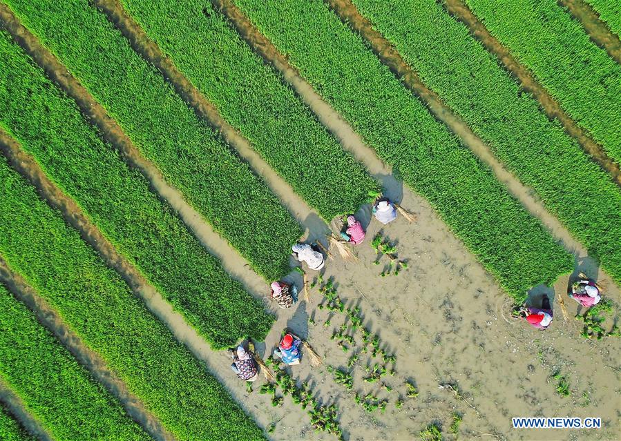 Agricultores siembran plántulas de arroz en suelo salino en el Jiangsu