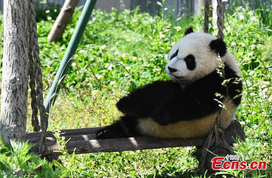 Un panda gigante disfruta del sol