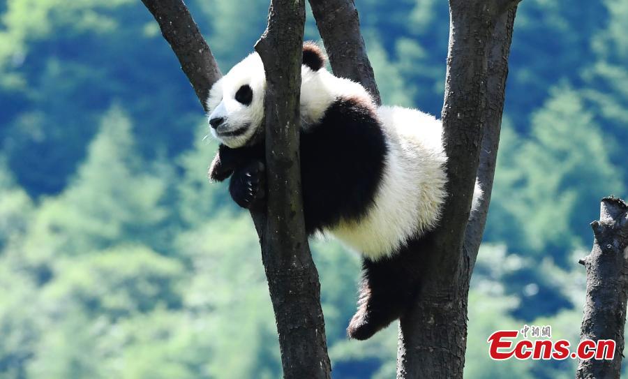 Un panda gigante disfruta del sol