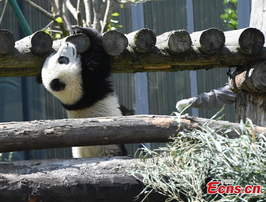 Un panda gigante disfruta del sol