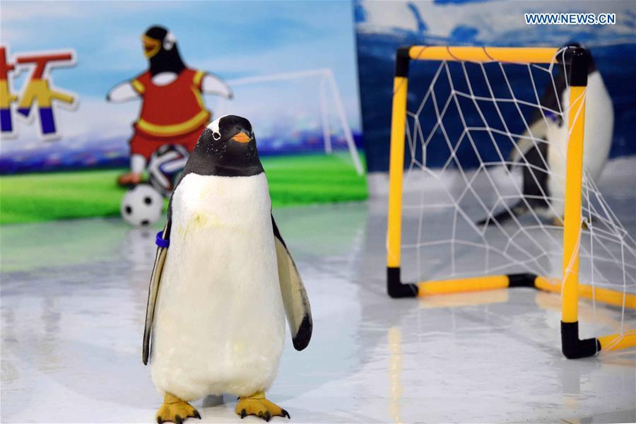 Graciosos pingüinos juegan al fútbol en Harbin