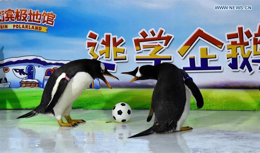 Graciosos pingüinos juegan al fútbol en Harbin