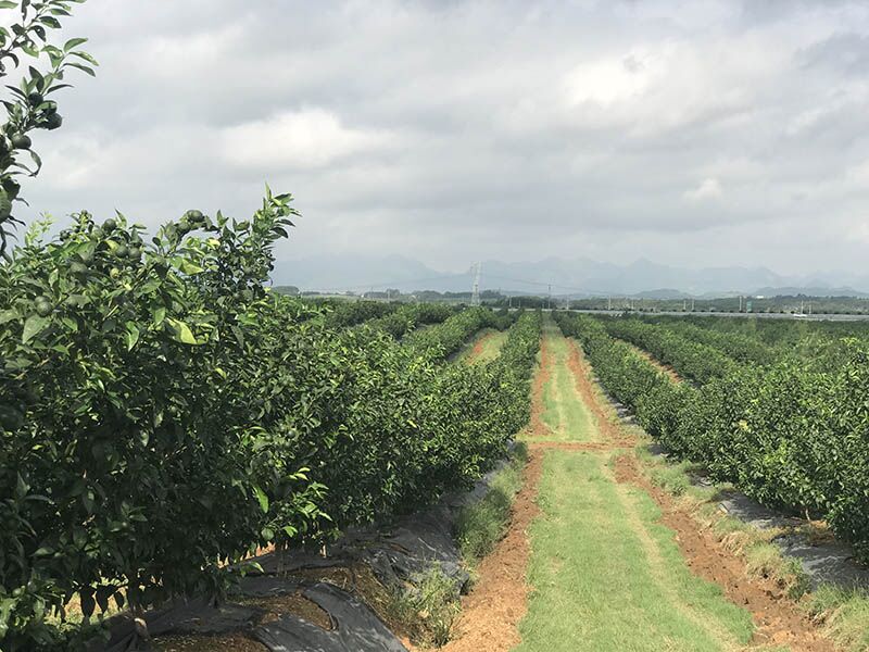 Laibin incorpora el turismo rural a la industria agrícola para fomentar la economía local