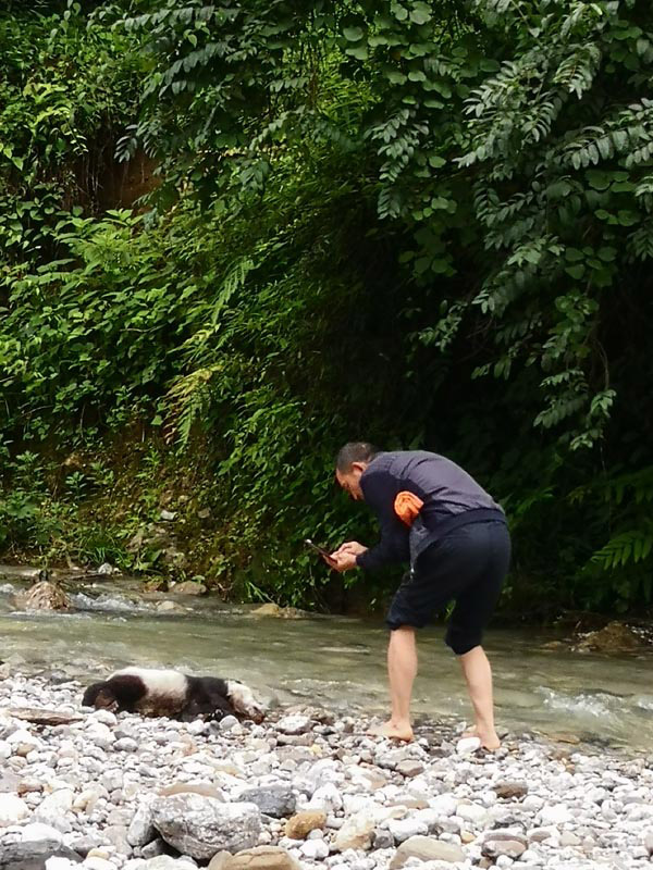 Cría de panda gigante se ahoga posiblemente debido a fuertes lluvias en China