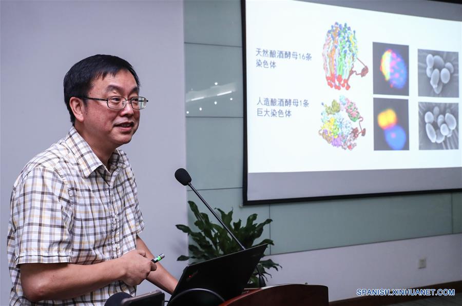 Qin Zhongjun, biólogo molecular en el Centro de Excelencia en Ciencias Moleculares de Plantas, Instituto de Fisiología y Ecología Vegetal de Shanghai, de la Academia de Ciencias de China, presenta su investigación, en Shanghai, en el este de China, el 2 de agosto de 2018. La levadura de cerveza, un tercio de cuyo genoma se dice que comparte ascendencia con el de un ser humano, tiene 16 cromosomas. Sin embargo, los científicos chinos han logrado colocar casi todo su material genético en uno solo sin afectar la mayoría de sus funciones, según un artículo publicado el jueves en el sitio web de Nature. Qin Zhongjun y su equipo utilizaron la edición de genoma CRISPR-Cas9 para crear una sola cepa cromosómica de levadura, indica el artículo. (Xinhua/Zhang Yuwei)