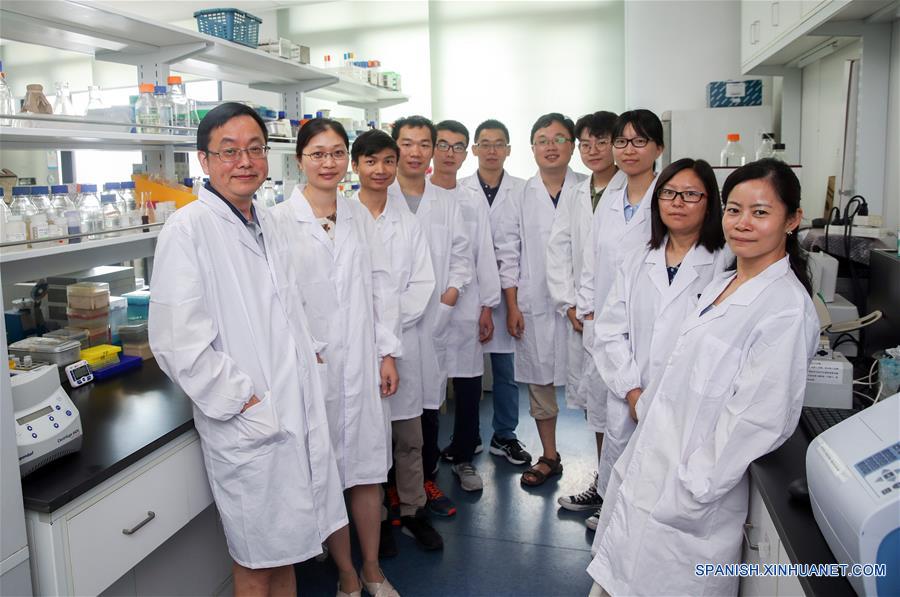 Imagen del 31 de julio de 2018 de Qin Zhongjun (i), biólogo molecular, y los integrantes de su equipo y estudiantes posando en el Centro de Excelencia en Ciencias Moleculares de Plantas, Instituto de Fisiología y Ecología Vegetal de Shanghai, de la Academia de Ciencias de China, en Shanghai, en el este de China. La levadura de cerveza, un tercio de cuyo genoma se dice que comparte ascendencia con el de un ser humano, tiene 16 cromosomas. Sin embargo, los científicos chinos han logrado colocar casi todo su material genético en uno solo sin afectar la mayoría de sus funciones, según un artículo publicado el jueves en el sitio web de Nature. Qin Zhongjun y su equipo utilizaron la edición de genoma CRISPR-Cas9 para crear una sola cepa cromosómica de levadura, indica el artículo. (Xinhua/Ding Ting)