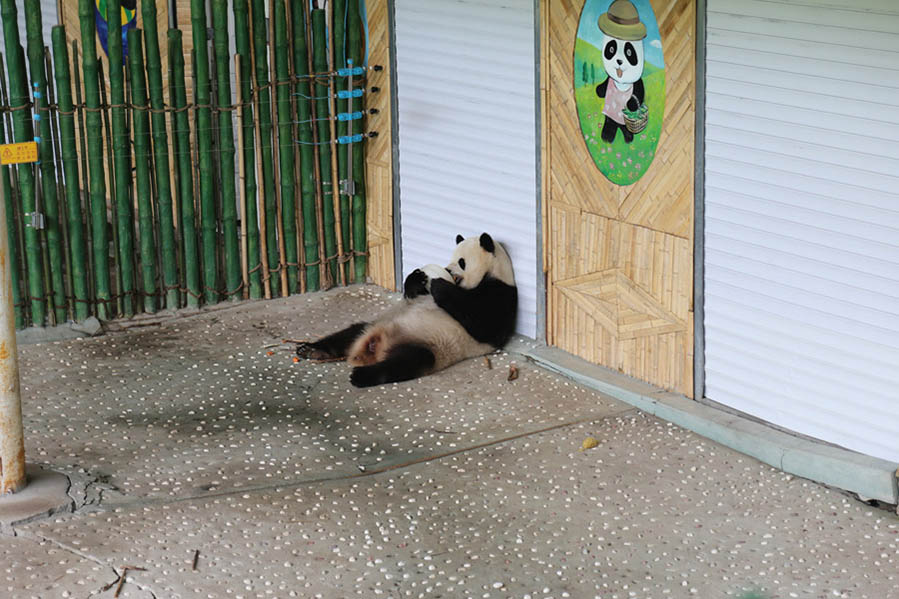 Refrescándose del calor al estilo Panda