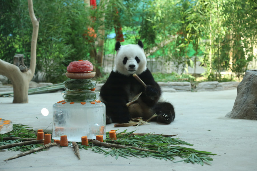 Refrescándose del calor al estilo Panda