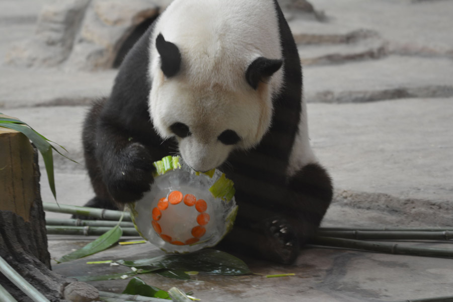 Refrescándose del calor al estilo Panda