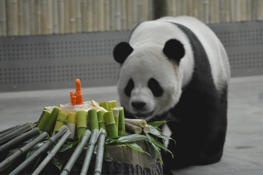 Refrescándose del calor al estilo Panda