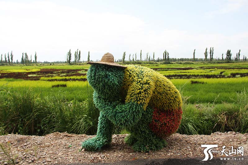 Espantapájaros en el campo de arroz. (Foto / Tianshannet)