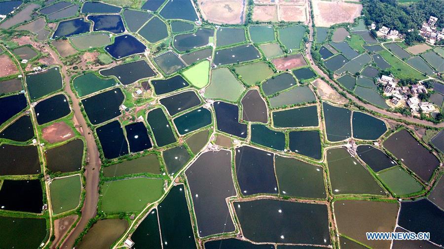 Espléndidos estanques para el cultivo del camarón en Guangxi