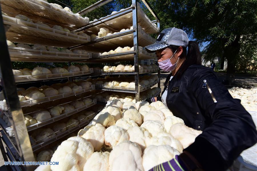 Agricultores ocupados cosechando hongos en Hailin, Heilongjiang