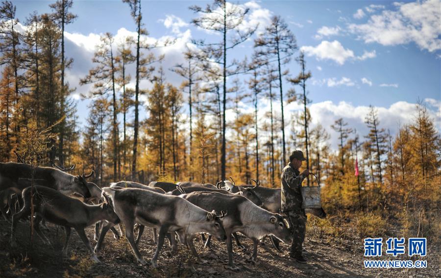 Guardianes de renos en lo más profundo de la cordillera Gran Khingan