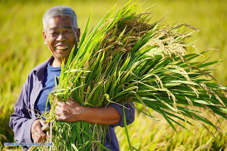 Celebran el primer Festival de la Cosecha de los Agricultores en China