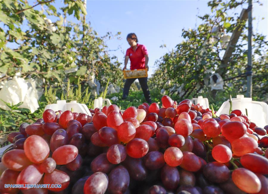 Agricultores trabajan en campos en Hebei