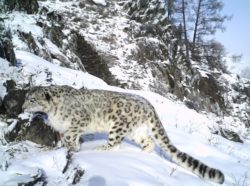 China actúa con determinación para proteger sus reservas naturales