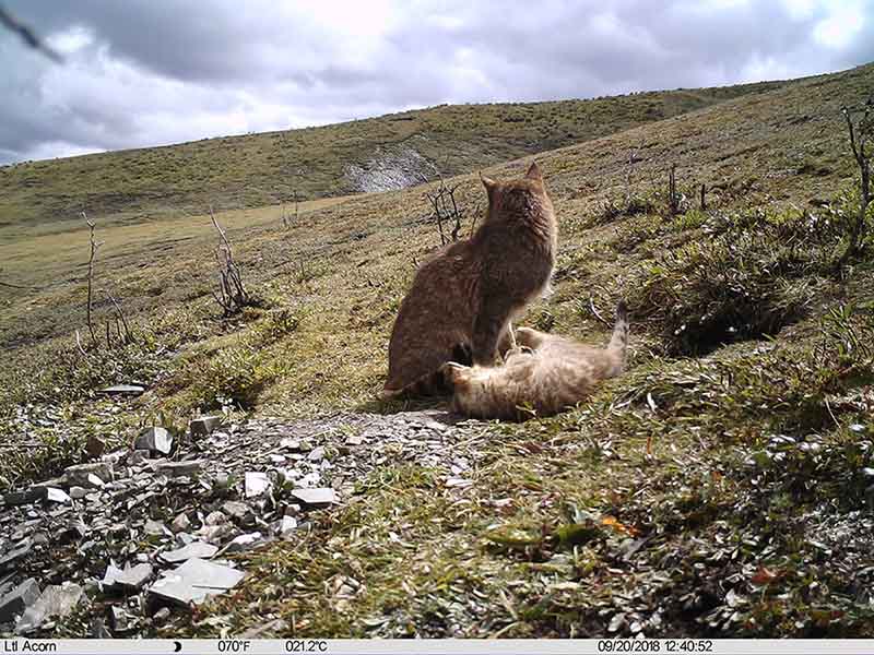 El gato montés chino con sus gatitos en Qinghai, China