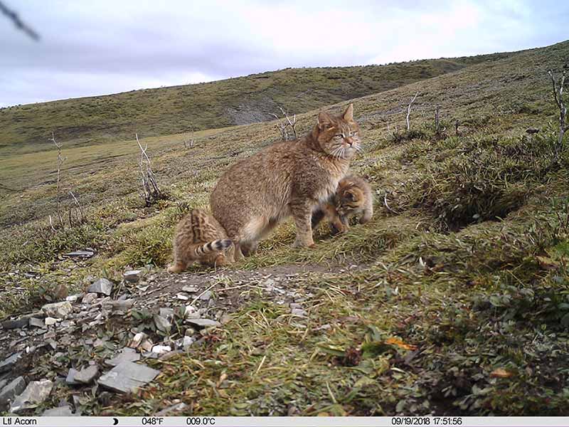 El gato montés chino con sus gatitos en Qinghai, China