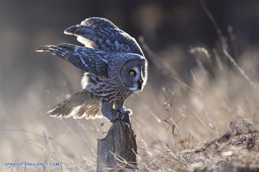 Gran búho gris, un animal salvaje bajo protección de segundo grado de China