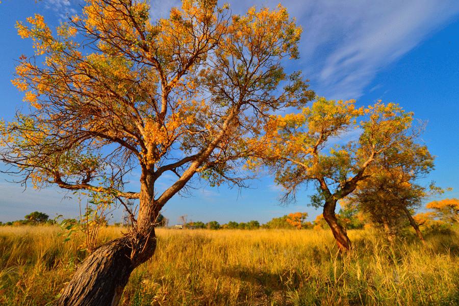 Los álamos de éufrates crean un oasis dorado