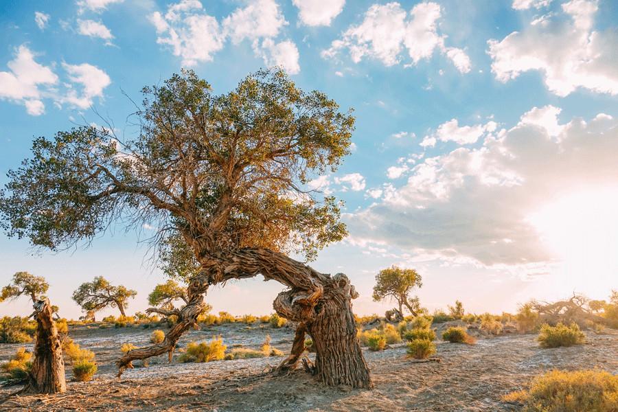 Los álamos de éufrates crean un oasis dorado