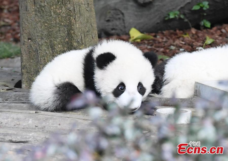 Los pandas gigantes disfrutan del oto?o en Chengdu