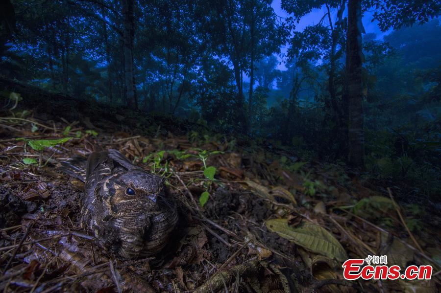 Imágenes ganadoras del Concurso Fotográfico Europeo de Vida Silvestre 2018