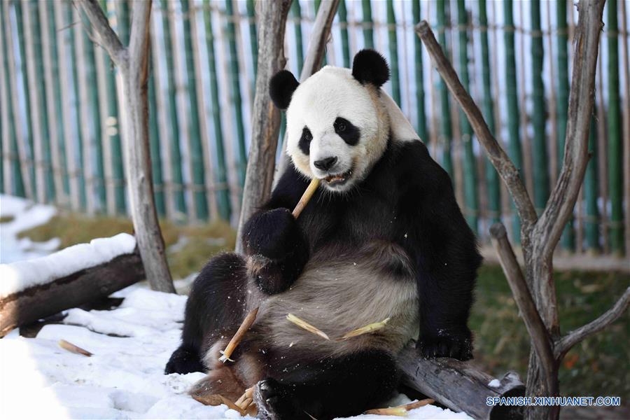 El panda gigante "Youyou" en la Casa del Panda Gigante de Yabuli