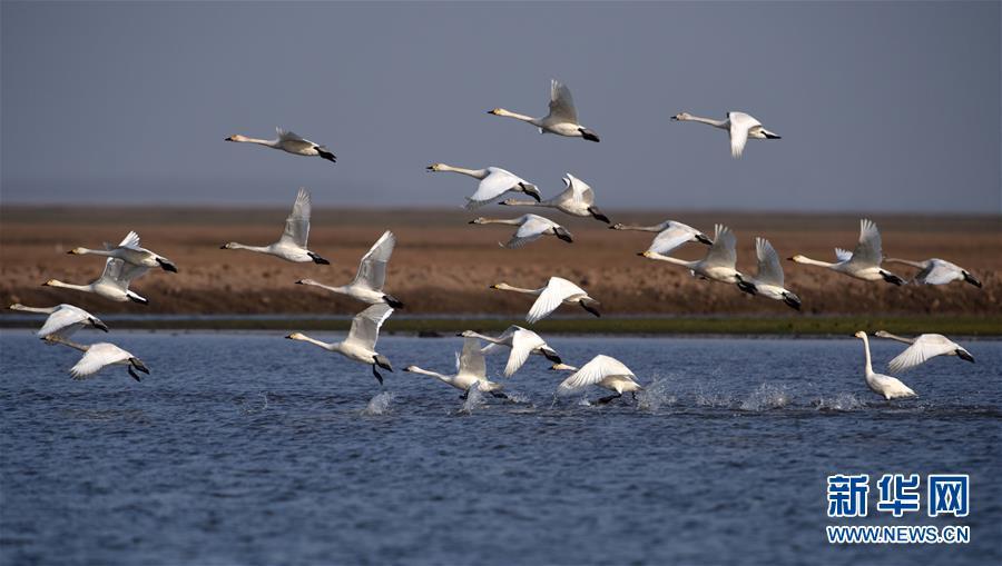 Los cisnes descansan en el lago Dongting, el 1 de marzo de 2017. [Foto / Xinhua]