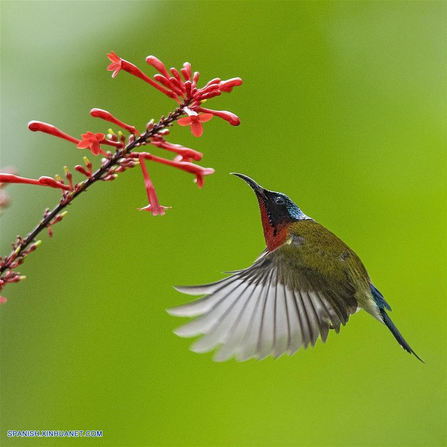 Sunbird recoge miel de una flor en Parque Nacional Forestal de Fuzhou en Fuzhou