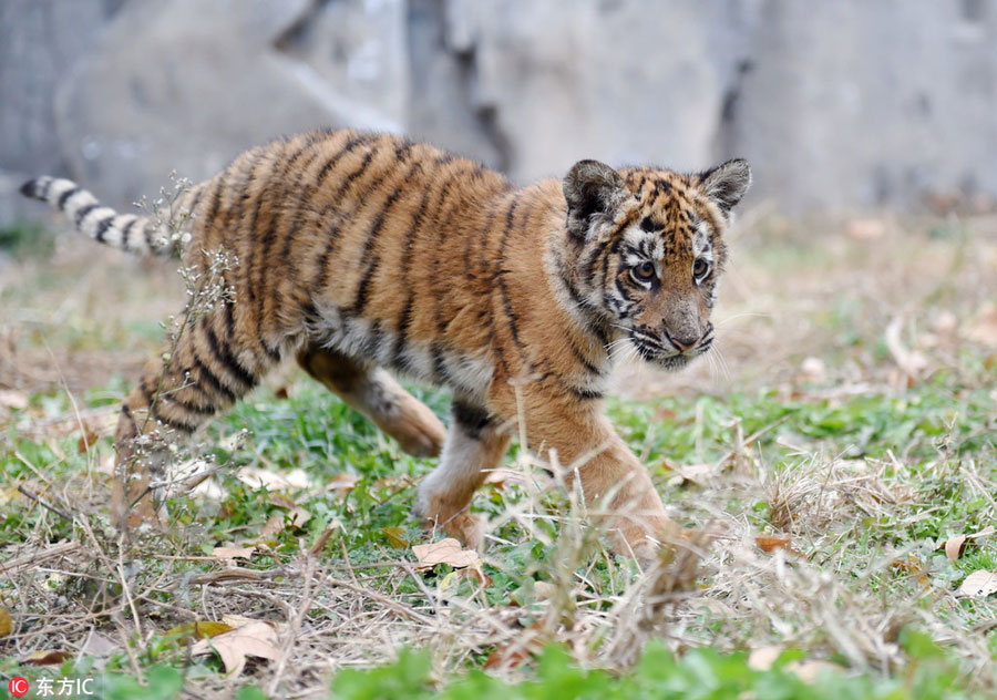 Un cachorro de tigre crece en el Zoológico de Wangcheng, Luoyang, provincia de Henan, 17 de agosto del 2018. [Foto: IC]