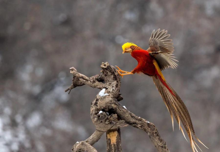 Una bandada de faisanes dorados, una especie de pájaro catalogado como animal silvestre protegido de segundo nivel, fueron avistados por los fotógrafos mientras revoloteaban un campo nevado de Sanmenxia, provincia de Henan, China. (Foto: Zhang Rongfang/ Chinadaily.com.cn)