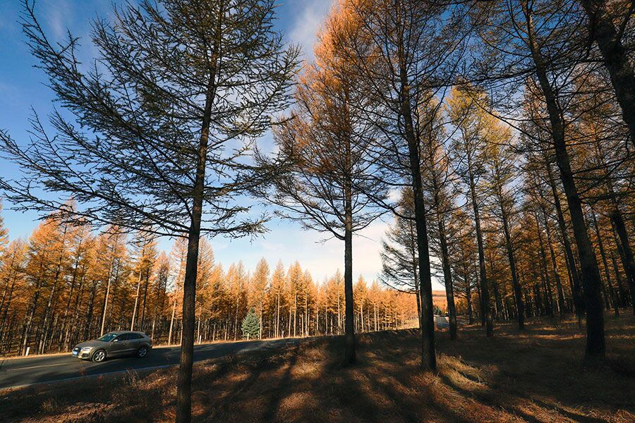 Se reduce desertificación y aumenta cobertura forestal en China en 40 a?os