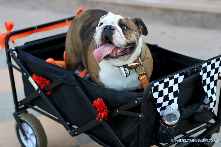 Derbi de Bulldogs en Los Angeles, Estados Unidos