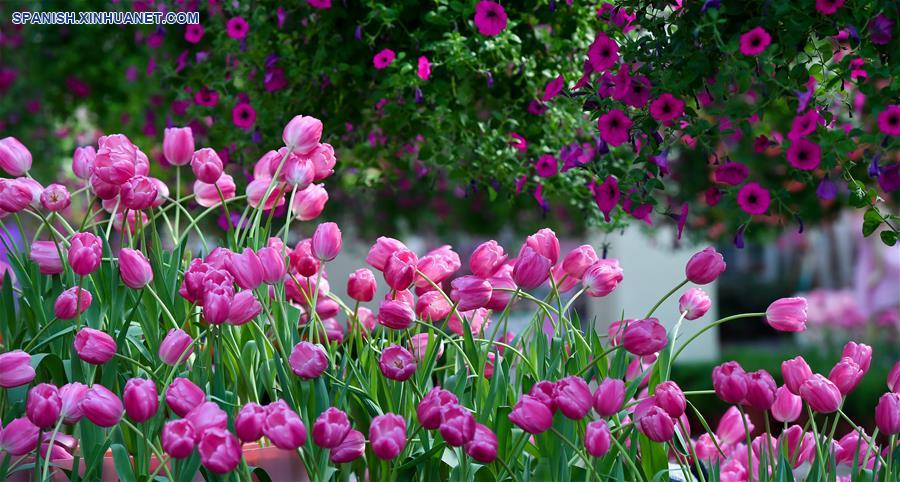 Tulipanes exhibidos en Nansha, Guangdong