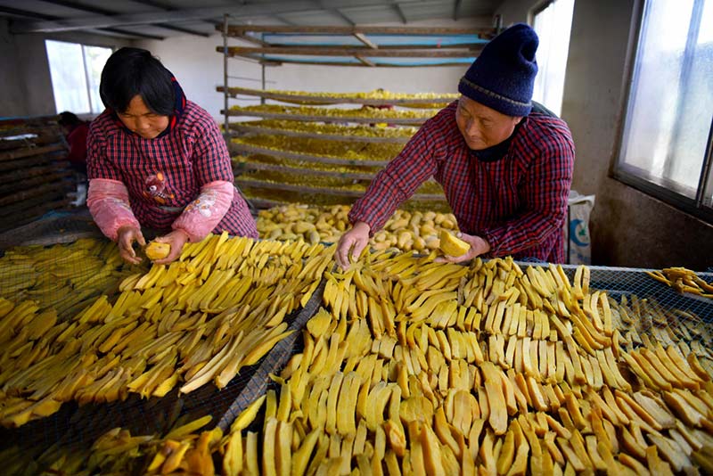 El 16 de febrero de 2019, los agricultores de la aldea Damawan de Shuiquan, distrito Shantingde la ciudad de Zaozhuang, provincia de Shandong, colocaron boniatos secos en las cestas. Según las estadísticas, la ciudad exporta anualmente más de 7.000 toneladas de productos relacionados con el boniato, con destinado principalmente a Japón, Corea del Sur, Estados Unidos y el Sureste de Asia. (Liu Mingxiang /vip.people.com.cn)