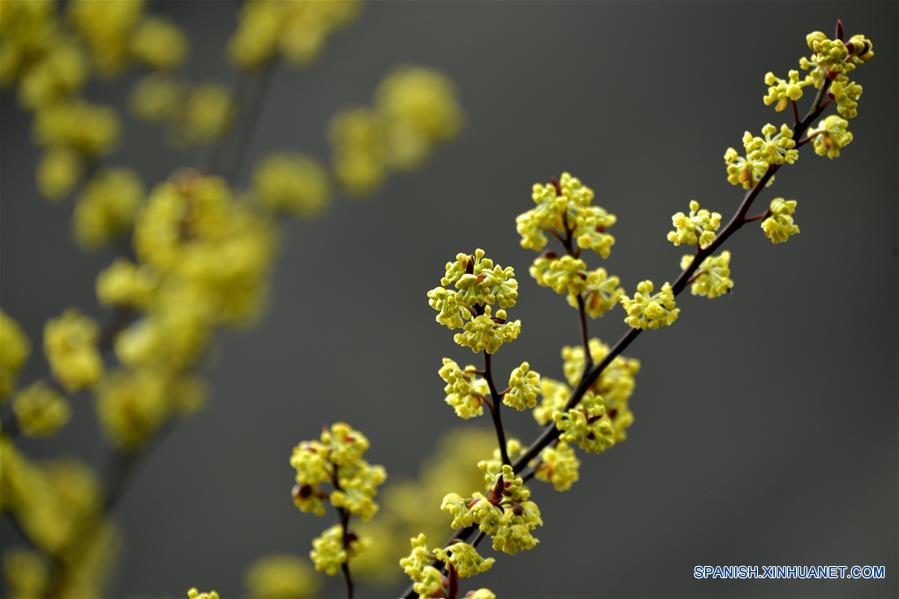 Flores entran en temporada de floración