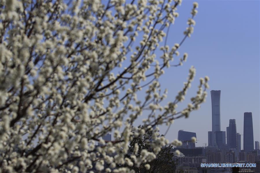 Flores de melocotón en Beijing