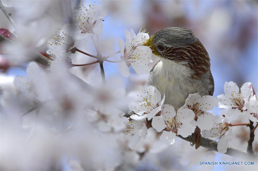 Pájaro y árbol floreciente