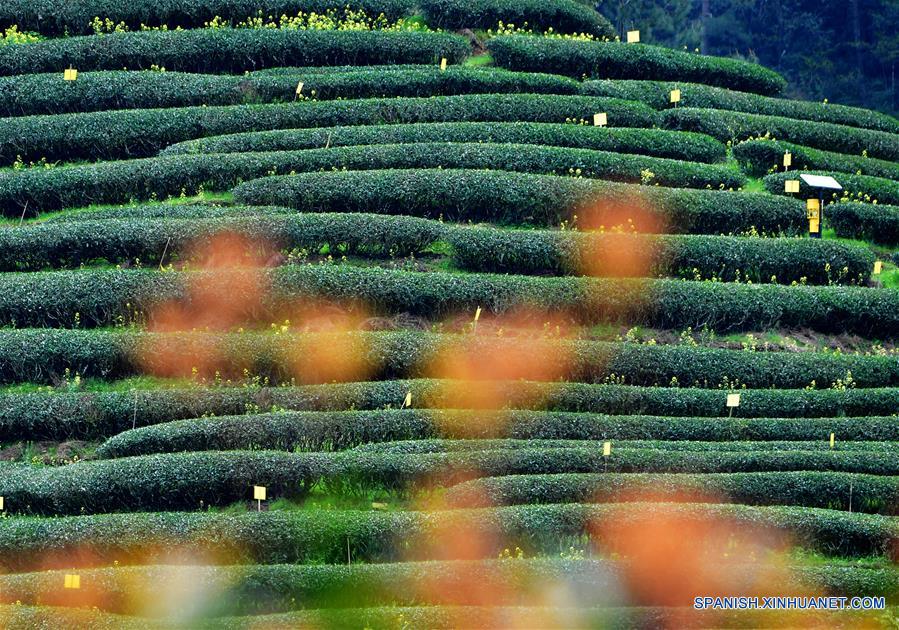 Jardín de té en Fujian