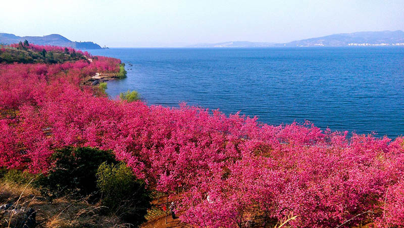 Cerezos en plena floración embellecen el Parque del Lago Fuxian, en Chengjiang, provincia de Yunnan, marzo del 2019. [Foto: proporcionada a chinadaily.com.cn]