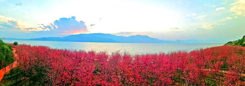 Cerezos en plena floración embellecen el Parque del Lago Fuxian, en Chengjiang, provincia de Yunnan, marzo del 2019. [Foto: proporcionada a chinadaily.com.cn]