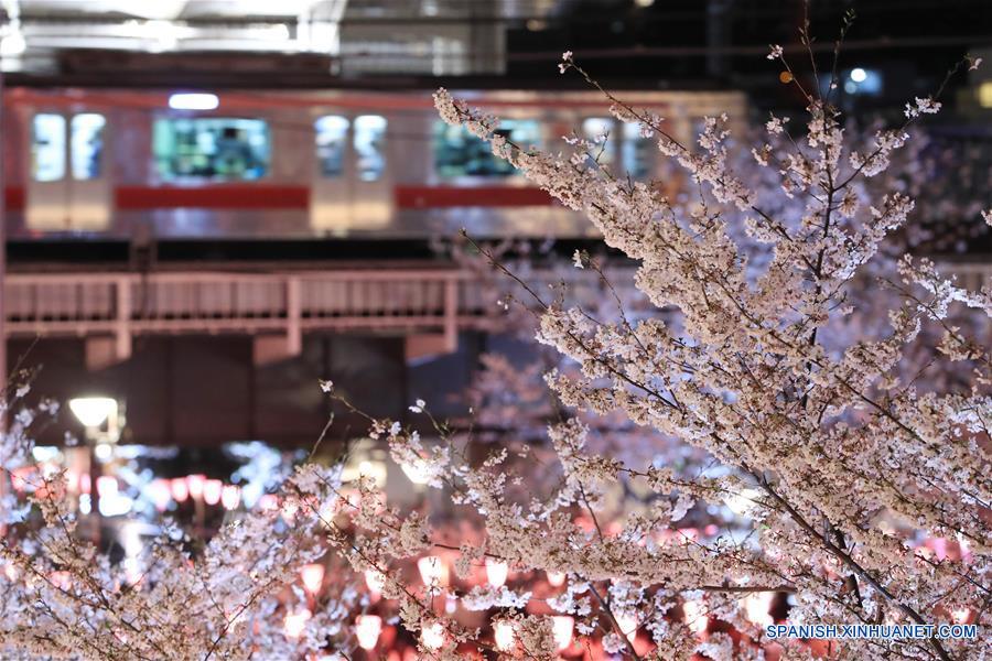 Cerezos en flor en Tokio, Japón