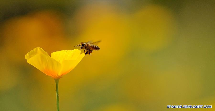 Abeja sobre flor