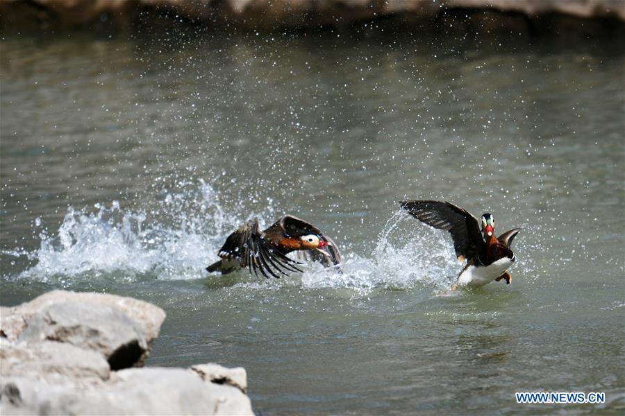 Patos mandarines nadan en el Parque Zhaolin de Harbin