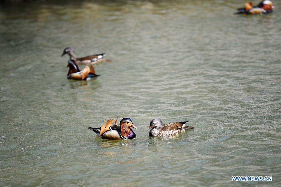 Patos mandarines nadan en el Parque Zhaolin de Harbin