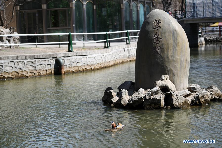 Patos mandarines nadan en el Parque Zhaolin de Harbin